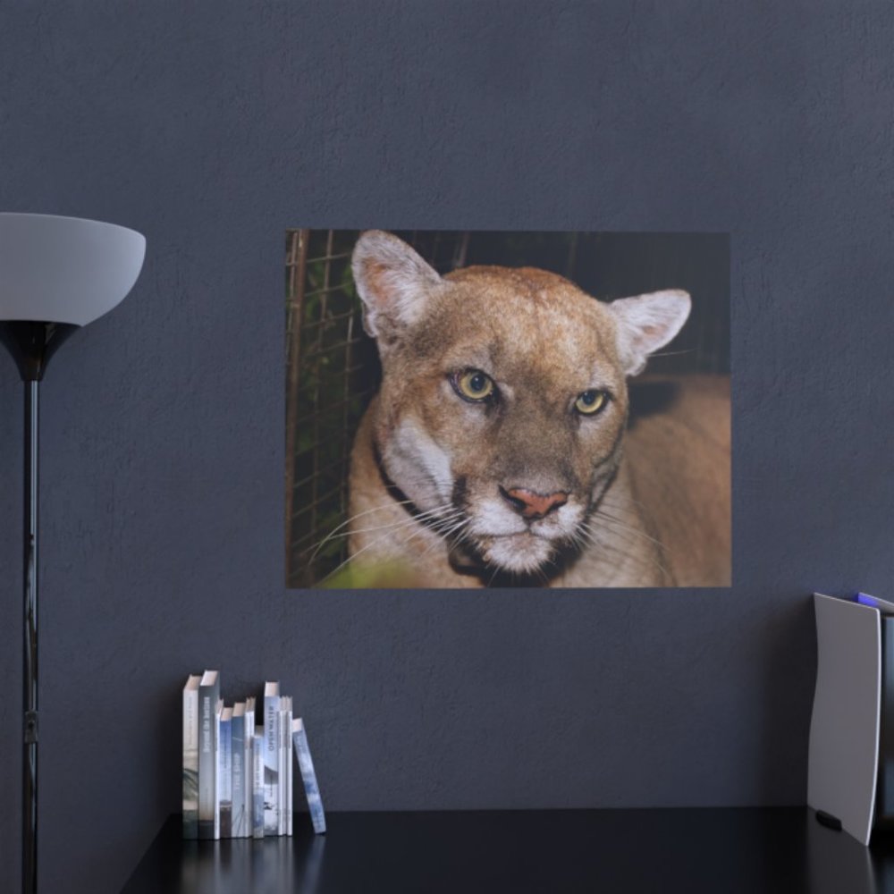 24"x30" High Res Poster of P22, Mountain Lion - Picture 2 of 3